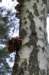 kaapsebossen_008_small.jpg