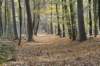 kaapsebossen_012_small.jpg