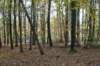 kaapsebossen_013_small.jpg