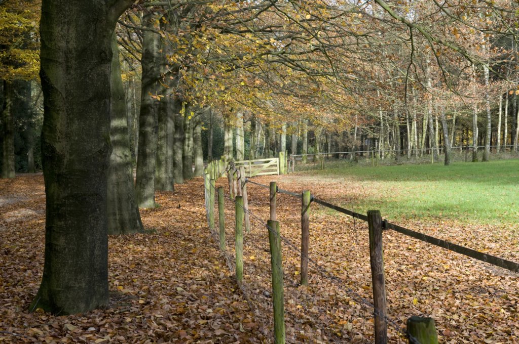 kaapsebossen_014.jpg