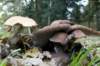 kaapsebossen_020_small.jpg