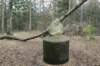 kaapsebossen_022_small.jpg