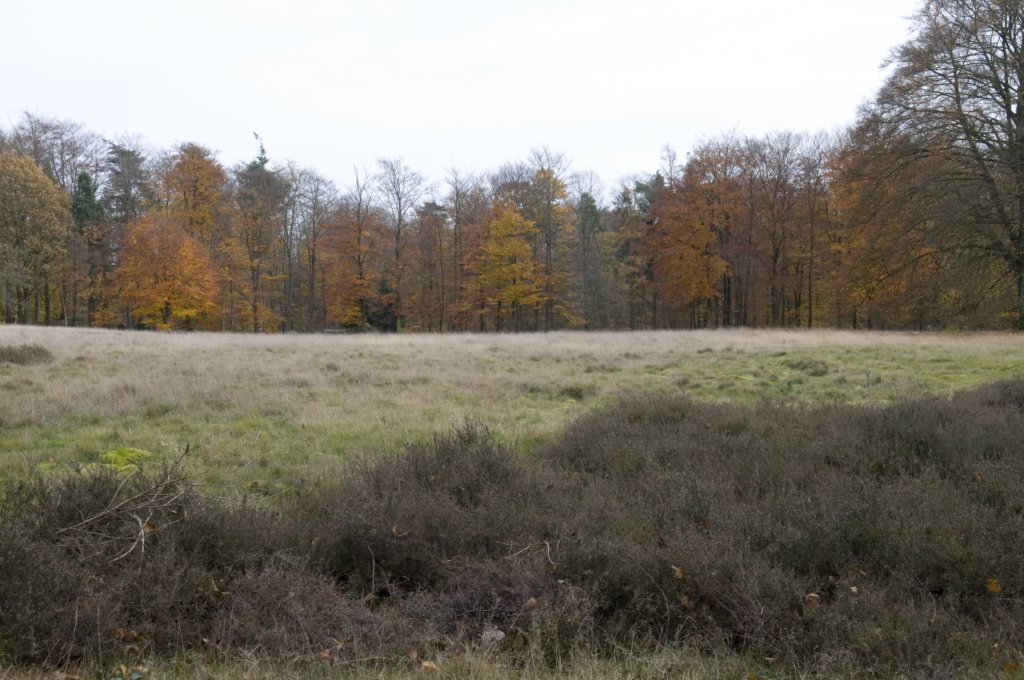 kaapsebossen_031.jpg