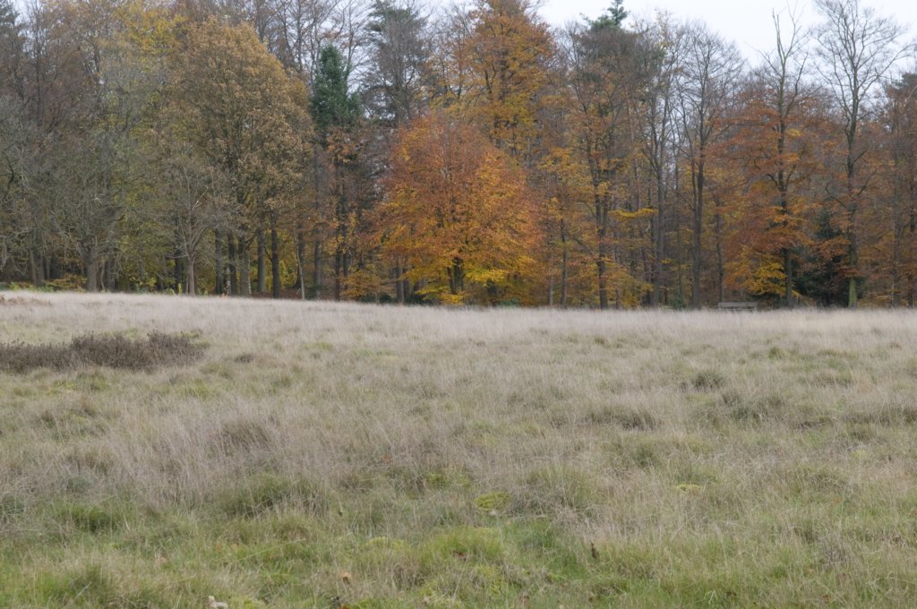kaapsebossen_032.jpg