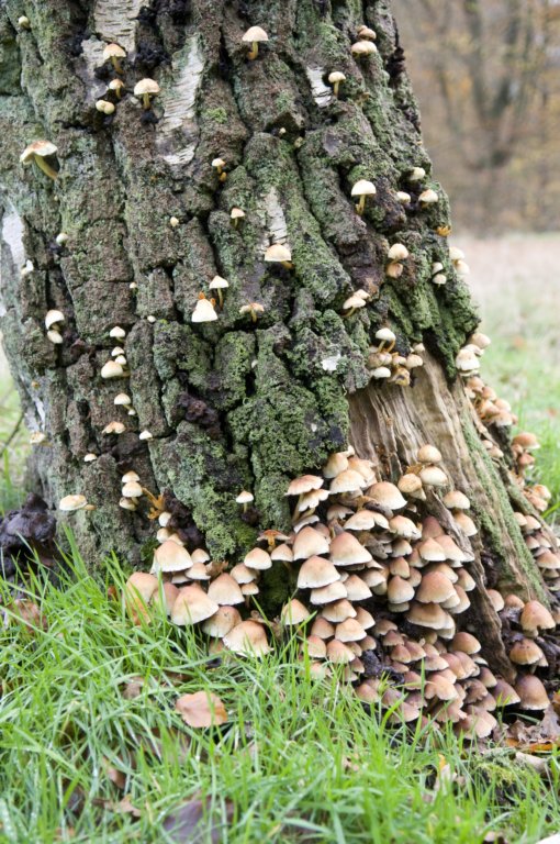 kaapsebossen_034.jpg