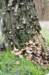 kaapsebossen_034_small.jpg
