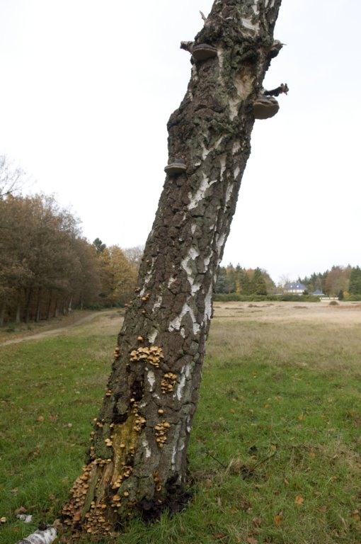 kaapsebossen_036.jpg