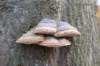 kaapsebossen_039_small.jpg