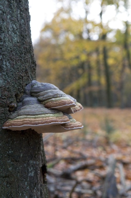 kaapsebossen_042.jpg
