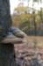 kaapsebossen_042_small.jpg