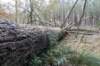 kaapsebossen_043_small.jpg