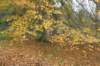 kaapsebossen_044_small.jpg