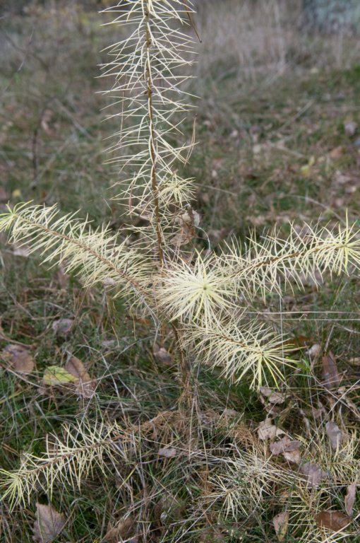 kaapsebossen_045.jpg