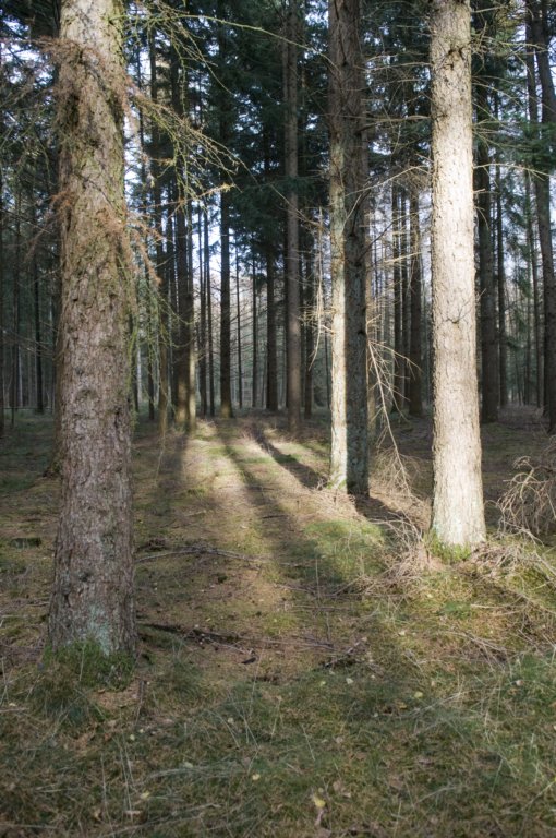kaapsebossen_046.jpg