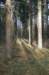 kaapsebossen_046_small.jpg