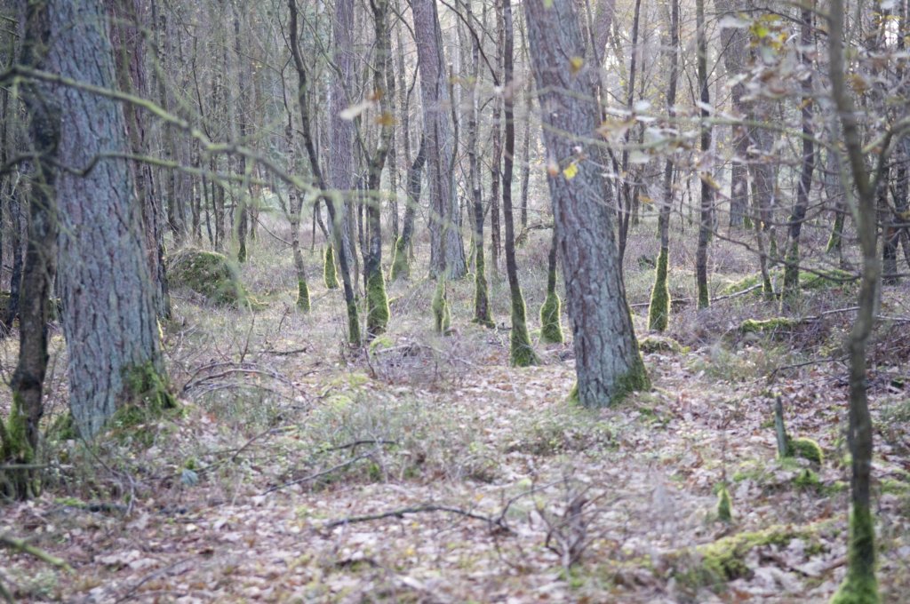 kaapsebossen_048.jpg