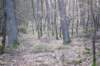kaapsebossen_048_small.jpg