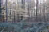 kaapsebossen_049_small.jpg