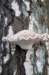 kaapsebossen_052_small.jpg