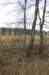 kaapsebossen_056_small.jpg