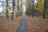 kaapsebossen_057_small.jpg