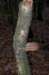 kaapsebossen_058_small.jpg