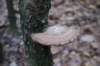 kaapsebossen_059_small.jpg
