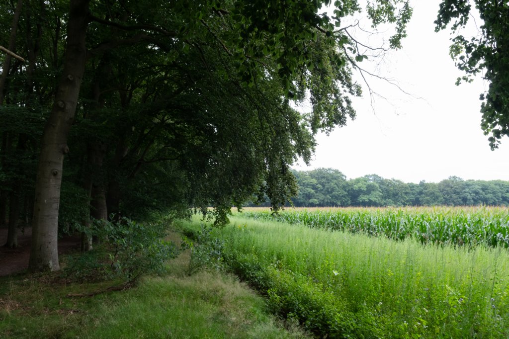 kaapsebossen2020_003.jpg