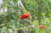 kaapsebossen2020_005_small.jpg