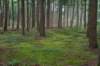 kaapsebossen2020_006_small.jpg