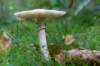 kaapsebossen2020_008_small.jpg