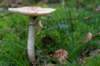 kaapsebossen2020_009_small.jpg