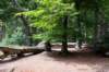 kaapsebossen2020_011_small.jpg