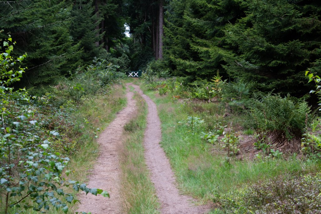 kaapsebossen2020_014.jpg