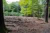 kaapsebossen2020_016_small.jpg