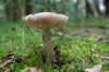 kaapsebossen2020_018_small.jpg