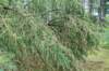 kaapsebossen2020_019_small.jpg