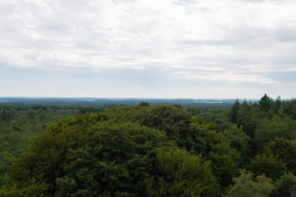 kaapsebossen2020_024.jpg
