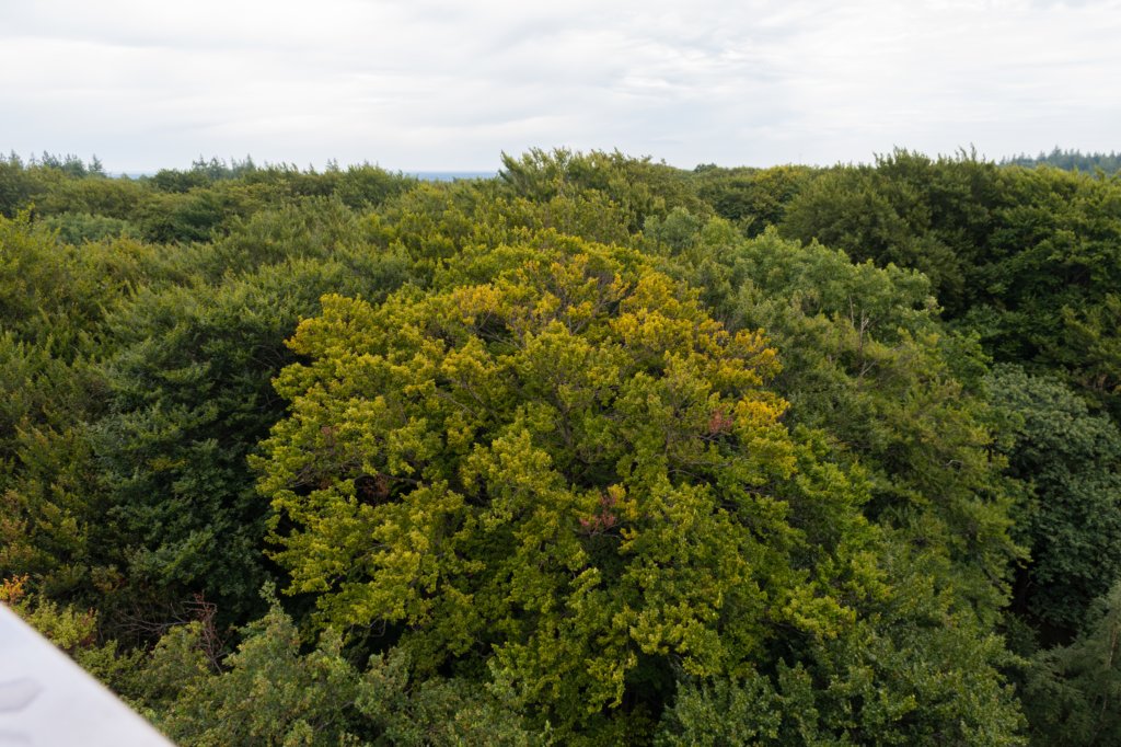 kaapsebossen2020_025.jpg