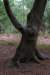 kaapsebossen2020_027_small.jpg