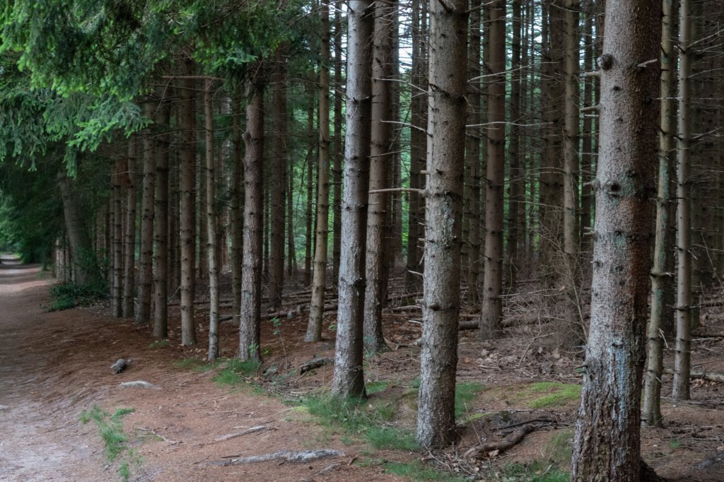 kaapsebossen2020_029.jpg