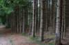kaapsebossen2020_029_small.jpg