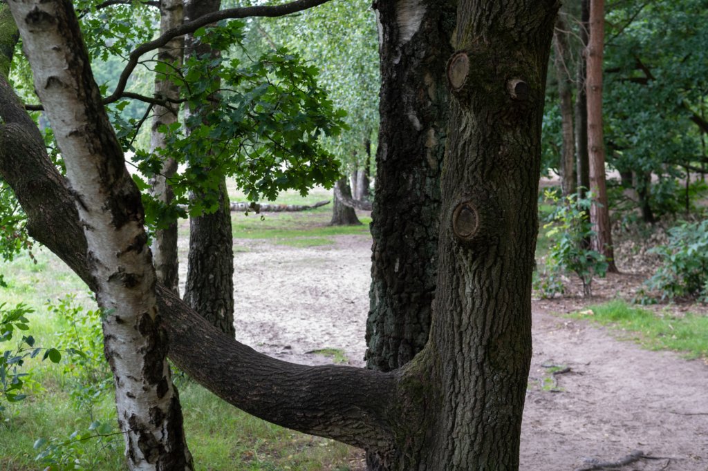 kaapsebossen2020_031.jpg