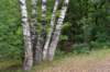 kaapsebossen2020_032_small.jpg