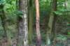 kaapsebossen2020_034_small.jpg
