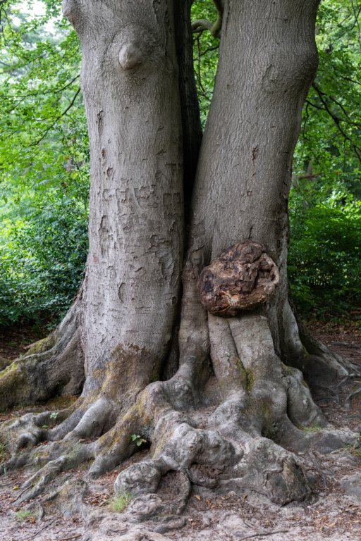 kaapsebossen2020_036.jpg