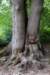 kaapsebossen2020_036_small.jpg