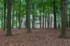 kaapsebossen2020_038_small.jpg
