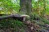 kaapsebossen2020_042_small.jpg