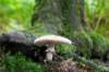 kaapsebossen2020_043_small.jpg